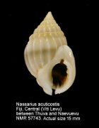 Nassarius acuticostus